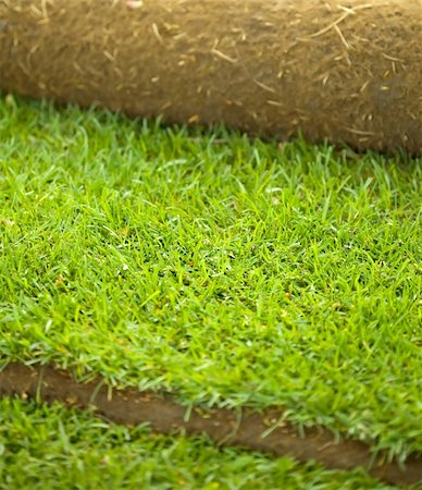 simsearch:400-08074641,k - Turf grass roll partially unrolled - closeup, shallow depth of field Stock Photo - Budget Royalty-Free & Subscription, Code: 400-05290343