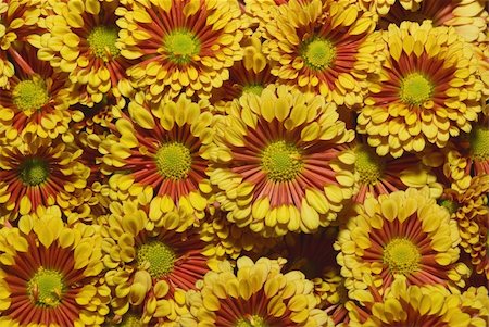 simsearch:400-04475956,k - Beautiful yellow chrysanthemum flower autumn vivid background Photographie de stock - Aubaine LD & Abonnement, Code: 400-05290744