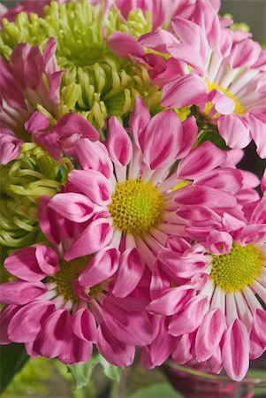 simsearch:400-04576781,k - Beautiful magenta chrysanthemum flower autumn vivid background Photographie de stock - Aubaine LD & Abonnement, Code: 400-05290745