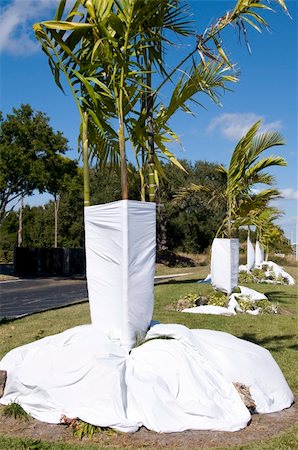 dry the bed sheets - Sheets coving base of palm trees to protect from frost and freeze in Florida Foto de stock - Super Valor sin royalties y Suscripción, Código: 400-05290767
