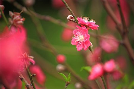 simsearch:400-04961751,k - Cherry blossoms Photographie de stock - Aubaine LD & Abonnement, Code: 400-05291261