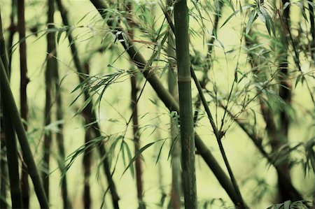 bamboo background Stock Photo - Budget Royalty-Free & Subscription, Code: 400-05291282
