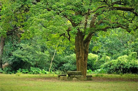 rest place under big tree Stock Photo - Budget Royalty-Free & Subscription, Code: 400-05291283