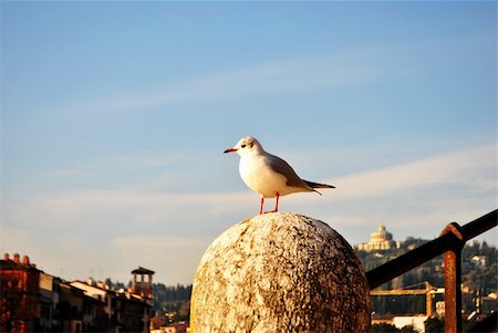 simsearch:400-06097989,k - seagull in flight, light and dynamic Photographie de stock - Aubaine LD & Abonnement, Code: 400-05291308