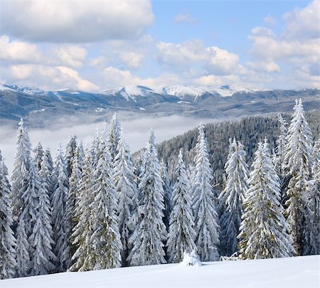 winter calm mountain landscape with rime and snow covered spruce trees  (view from Bukovel ski resort (Ukraine) to Svydovets ridge) Stock Photo - Budget Royalty-Free & Subscription, Code: 400-05291392