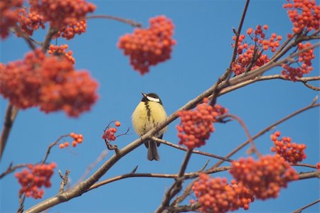 Big tit sits on rowan tree branch isolated on blue Stock Photo - Budget Royalty-Free & Subscription, Code: 400-05291452