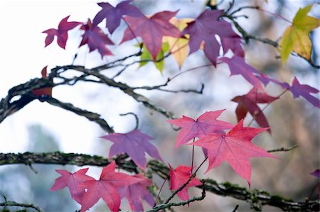 simsearch:400-04276166,k - Purple maple leaves on a tree autumn background Foto de stock - Royalty-Free Super Valor e Assinatura, Número: 400-05291535