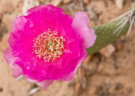 simsearch:400-07481426,k - closeup image of a pink cactus flower in Arizona Foto de stock - Super Valor sin royalties y Suscripción, Código: 400-05292072