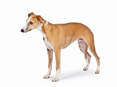 An image of a beautiful whippet dog on white background Photographie de stock - Aubaine LD & Abonnement, Code: 400-05292270