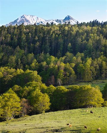 simsearch:400-06088617,k - Meadow with grazing cows and the Iberian mountain range in background Photographie de stock - Aubaine LD & Abonnement, Code: 400-05292597