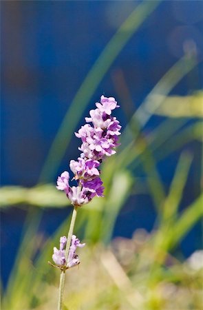 simsearch:400-07169748,k - Flowers of violet lavender in summer close up Photographie de stock - Aubaine LD & Abonnement, Code: 400-05292628