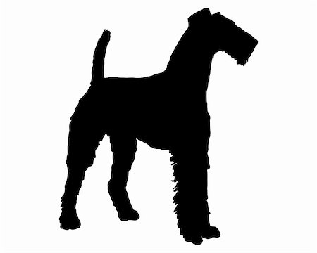 Airedale terrier Stock Photo - Budget Royalty-Free & Subscription, Code: 400-05292865