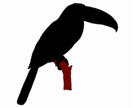 ramphastidae - The black silhouette of a toucan sitting on a branch Stock Photo - Budget Royalty-Free & Subscription, Code: 400-05292880