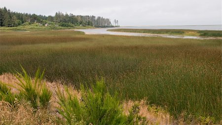 This morning shot of the wetlands of Big Lagoon was taken in Humboldt County, California. Stock Photo - Budget Royalty-Free & Subscription, Code: 400-05292905