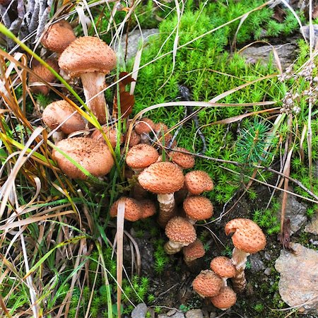 simsearch:400-07038465,k - Group of tasty mushrooms in moss and stones Photographie de stock - Aubaine LD & Abonnement, Code: 400-05293127