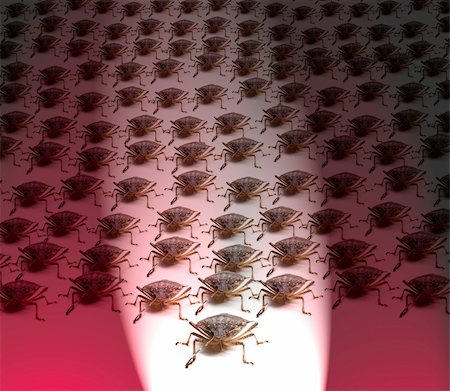 Large crowd of Brown Marmorated Stink Bug or Shield Bug spot lit with white beam against red background Foto de stock - Royalty-Free Super Valor e Assinatura, Número: 400-05293198