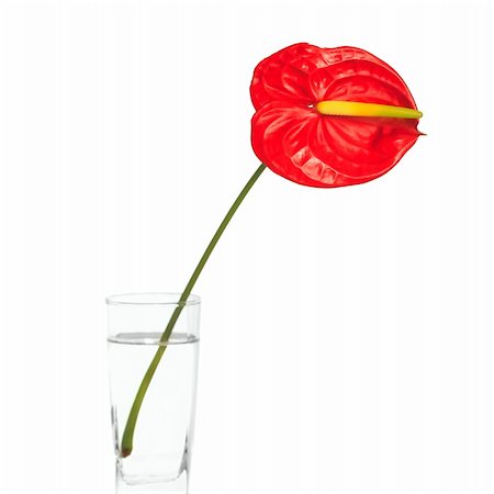 flamingo not pink not bird - Red Anthurium flower in vase isolated on white Stock Photo - Budget Royalty-Free & Subscription, Code: 400-05293252