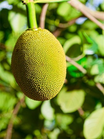 Tropical fruit jackfruit (Artocarpus heterophyllus) on a tree Stock Photo - Budget Royalty-Free & Subscription, Code: 400-05293682