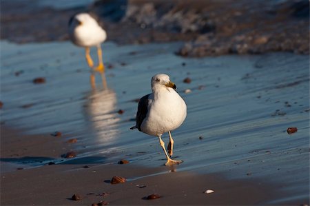 simsearch:400-05077872,k - A seagull searching for its' food Foto de stock - Royalty-Free Super Valor e Assinatura, Número: 400-05293837