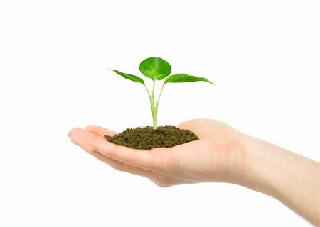 plant in the hand on dark white background Stock Photo - Budget Royalty-Free & Subscription, Code: 400-05304139