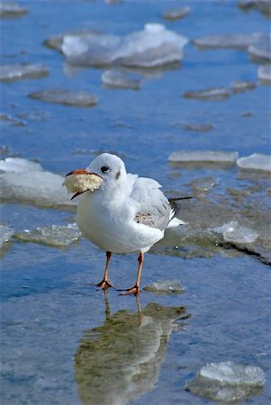 simsearch:400-06362898,k - Small sea gull with piece of bread at the beak standing on pier at winter Fotografie stock - Microstock e Abbonamento, Codice: 400-05304209