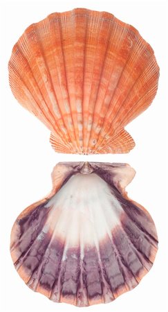 simsearch:400-04314103,k - Sea Shell Front and Back Pink and Purple Scallop Isolated on White with a Clipping Path. Foto de stock - Super Valor sin royalties y Suscripción, Código: 400-05304278