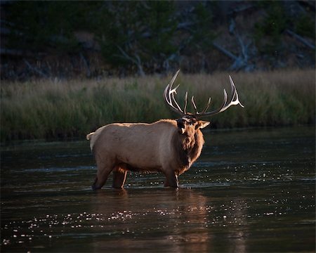simsearch:400-05013206,k - Bull elk crossing a river Stock Photo - Budget Royalty-Free & Subscription, Code: 400-05304448
