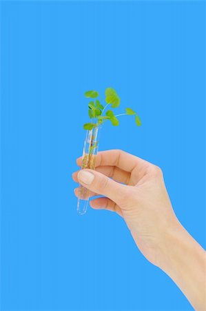 Hand holding tube with fresh  sorel (oxalis) Stock Photo - Budget Royalty-Free & Subscription, Code: 400-05304440