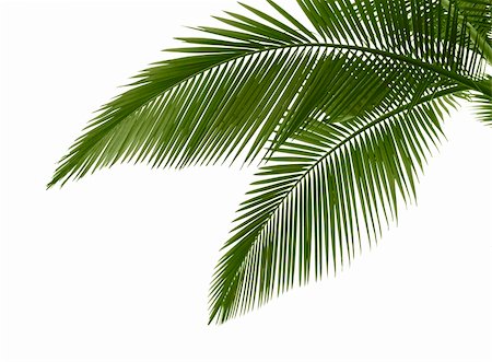 den kopf hängen lassen - Green palm leaves isolated on white background,professional process from 16bit RAW and Prophoto RGB color profile used for output JPG file Stockbilder - Microstock & Abonnement, Bildnummer: 400-05304458