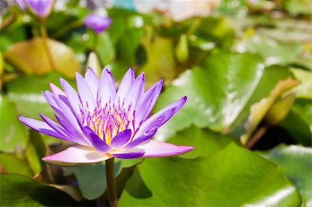 simsearch:400-04374256,k - waterlily Stock Photo - Budget Royalty-Free & Subscription, Code: 400-05304660