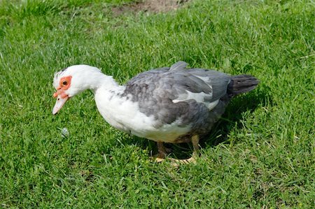 quacking - the drake on green grass, colored photo Stock Photo - Budget Royalty-Free & Subscription, Code: 400-05304841