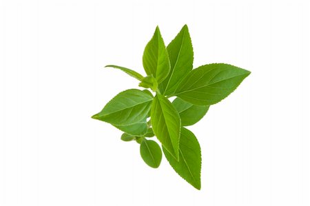 front view of green leafs on white background Photographie de stock - Aubaine LD & Abonnement, Code: 400-05304866