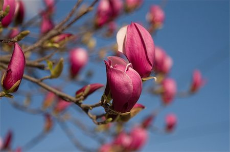 simsearch:400-04861419,k - Magnolia (magnolia soulangeana) in a spring sky, suitable for use as a background Photographie de stock - Aubaine LD & Abonnement, Code: 400-05304890