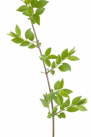 simsearch:400-05906470,k - front view of green branch leaves on white background Photographie de stock - Aubaine LD & Abonnement, Code: 400-05304904