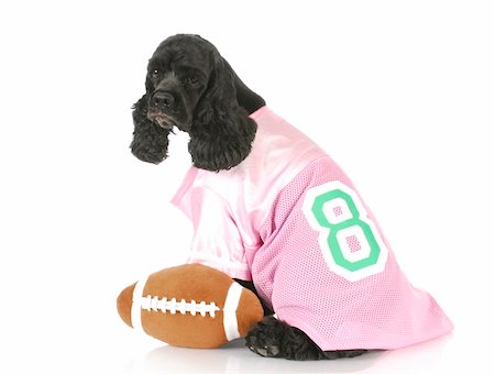 simsearch:400-04575931,k - cocker spaniel wearing pink jersey sitting beside stuffed football on white background Photographie de stock - Aubaine LD & Abonnement, Code: 400-05304908