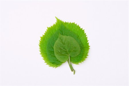 front view of green leaves on white background Photographie de stock - Aubaine LD & Abonnement, Code: 400-05304949