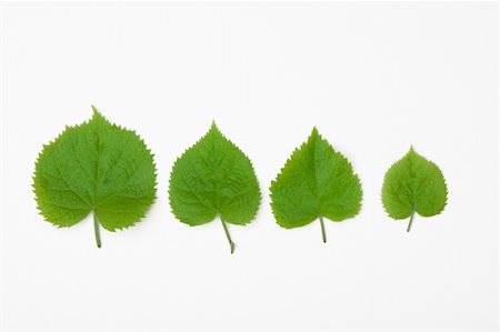 front view of for different leaves in spring time Photographie de stock - Aubaine LD & Abonnement, Code: 400-05304950
