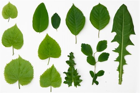simsearch:400-05906470,k - front view of different leaves in spring time Photographie de stock - Aubaine LD & Abonnement, Code: 400-05304951
