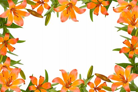 simsearch:400-05287751,k - orange lily, flower frame with green leaves Fotografie stock - Microstock e Abbonamento, Codice: 400-05304965