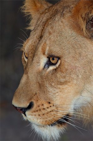 Lion (panthera leo) close-up of the head, shot at night in South Africa Stock Photo - Budget Royalty-Free & Subscription, Code: 400-05305125