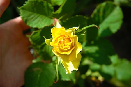 simsearch:622-06191177,k - Yellow rose in a hand at the person with leaves Stock Photo - Budget Royalty-Free & Subscription, Code: 400-05305197