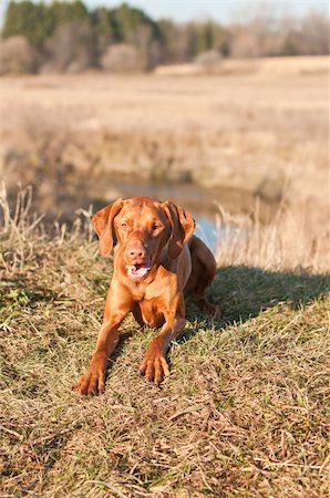 simsearch:400-04304605,k - A Vizsla dog crouches on the grass in a field in autumn. Foto de stock - Royalty-Free Super Valor e Assinatura, Número: 400-05305268