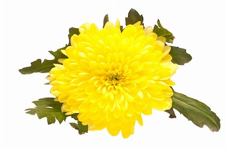 Shot of a yellow aster isolated on white background Foto de stock - Royalty-Free Super Valor e Assinatura, Número: 400-05305275