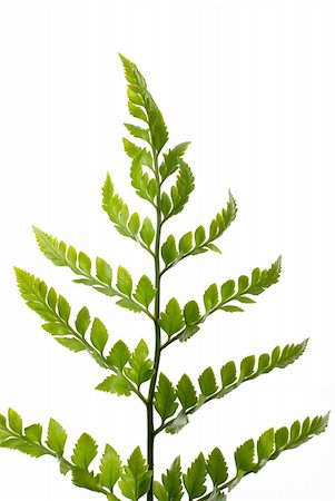 simsearch:400-04318786,k - Fern leaf isolated on white background. Foto de stock - Super Valor sin royalties y Suscripción, Código: 400-05305309