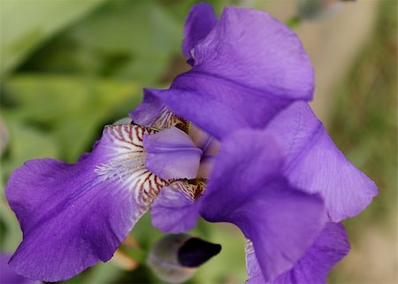 Closeup photo of violet gladiolus in the garden Foto de stock - Royalty-Free Super Valor e Assinatura, Número: 400-05305373