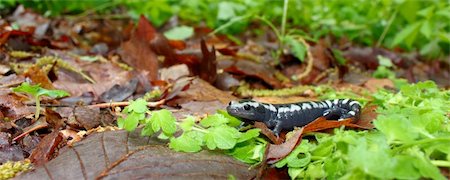 salamandra - A Marbled Salamander (Ambystoma opacum) - Monte Sano State Park, Alabama. Foto de stock - Royalty-Free Super Valor e Assinatura, Número: 400-05305577