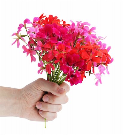 Bouquet of the pink colors of geranium in the hand Stock Photo - Budget Royalty-Free & Subscription, Code: 400-05305913