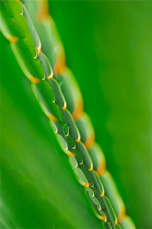 funchal - Close up of cactus  - abstract Foto de stock - Super Valor sin royalties y Suscripción, Código: 400-05306055