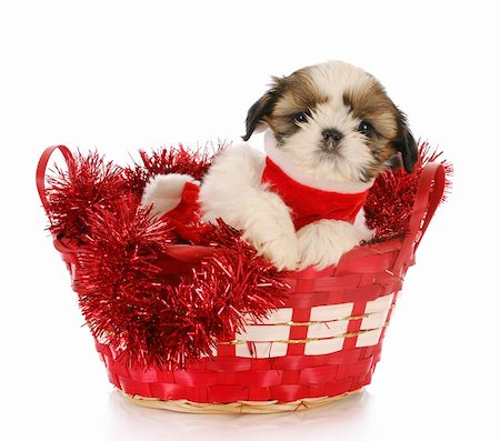 small white dog with fur - shih tzu puppy sitting in red christmas basket with reflection on white background Stock Photo - Budget Royalty-Free & Subscription, Code: 400-05306094