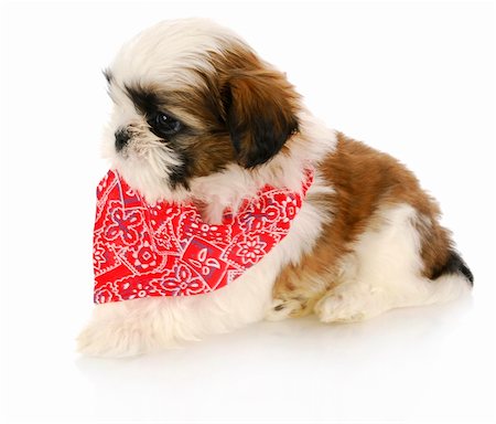 shiatsu - shih tzu puppy wearing red bandanna with reflection on white background Stockbilder - Microstock & Abonnement, Bildnummer: 400-05306095